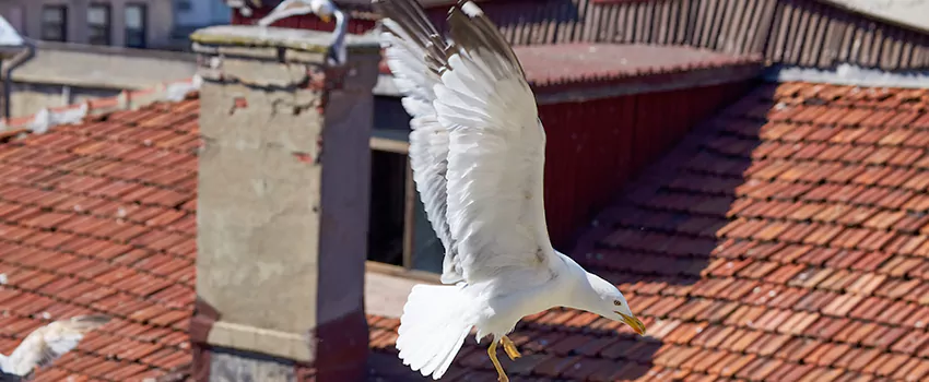 Residential Chimney Animal Removal Solution in Alamogordo, NM