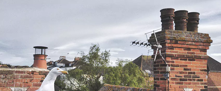 Chimney Cleaning And Restoration in Alamogordo, New Mexico